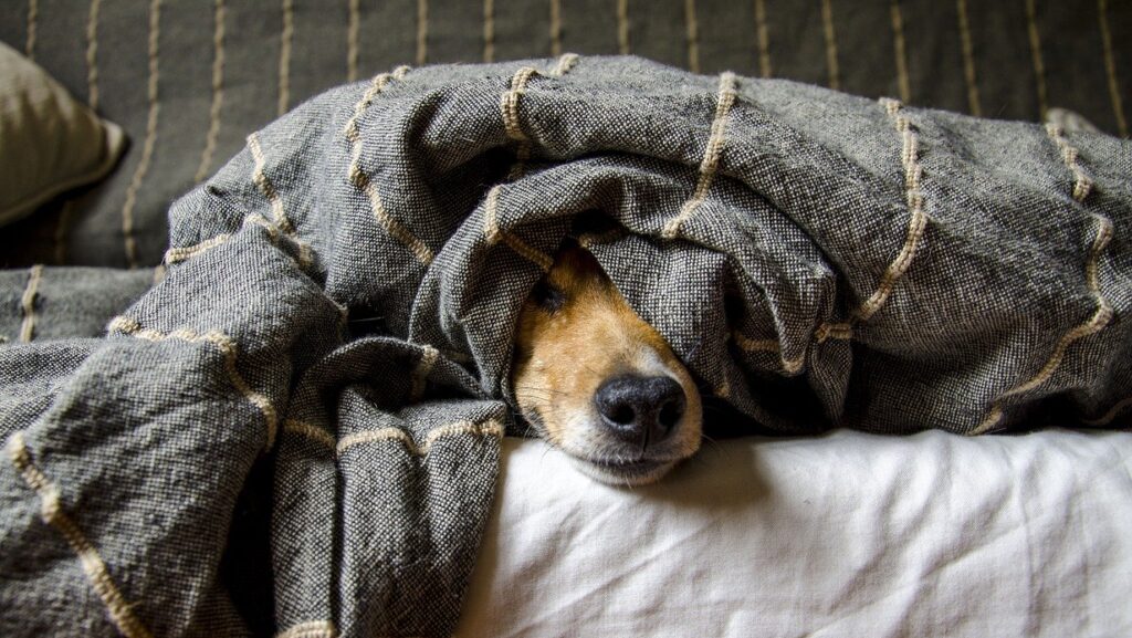 毛布に包まった犬