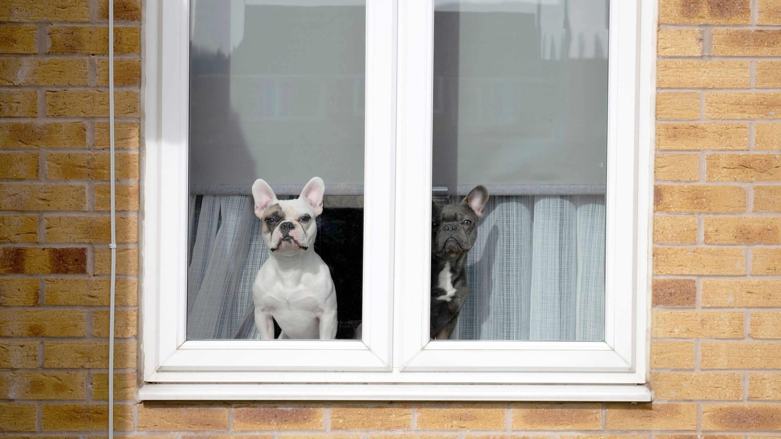 窓から外の景色を眺める2匹の犬