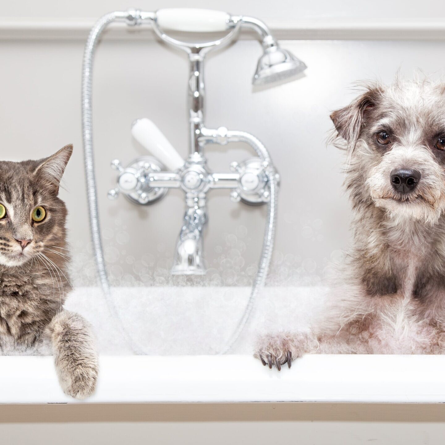 浴槽に入った犬と猫