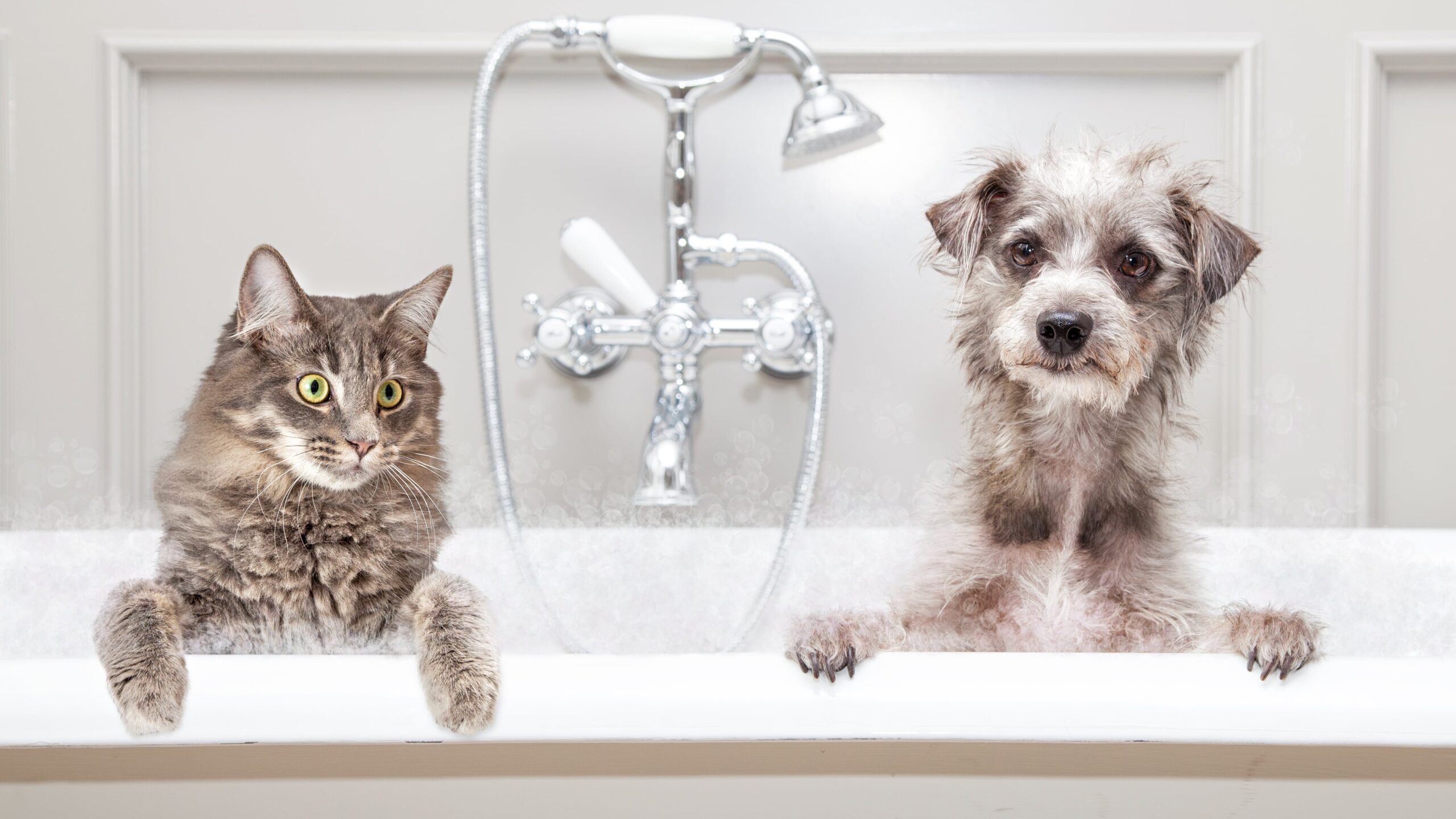 浴槽に入った犬と猫